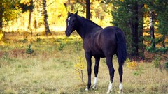 Nature Animals Horses