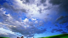 Nature Animals Horses