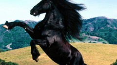 Nature Animals Horses
