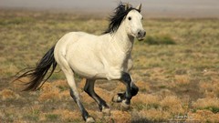 Nature Animals Horses