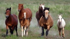 Nature Animals Horses
