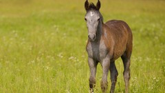 Nature Animals Horses