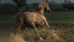 Nature Animals Horses