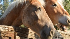 Nature Animals Horses