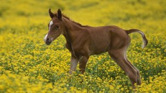 Nature Animals Horses Arabian horse baby animals yellow field