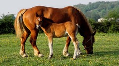 Nature Animals Horses baby animals