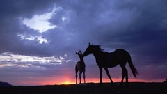 Nature Animals Horses baby animals