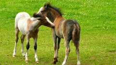 Nature Animals Horses baby animals