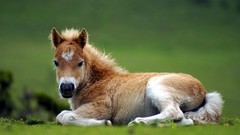 Nature Animals Horses baby animals