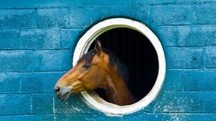 Nature Animals Horses brick wall