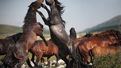 Nature Animals Horses Fighting national geographic
