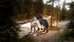 Nature Animals Horses glow forests deviantart