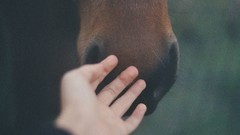 Nature Animals Horses hands body parts