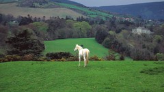 Nature Animals Horses Ireland countryside castle