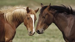 Nature Animals Horses Montana young