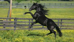 Nature Animals Horses running
