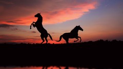 Nature Animals Horses silhouettes