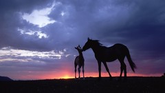 Nature Animals Horses skyscapes baby animals