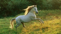 Nature Animals Horses White Horse