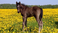 Nature Animals Horses yellow flowers