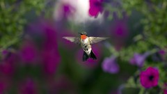 Nature Animals hummingbirds
