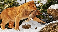 Nature Animals hunting Prey Lions Bunnies baby animals