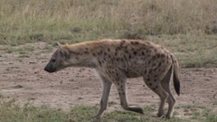 Nature Animals hyenas spotted hyena