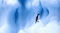 Nature Animals ice Birds Penguins