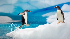 Nature Animals ice Birds Penguins jumping water body gentoo