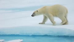 Nature Animals ice Polar Bears