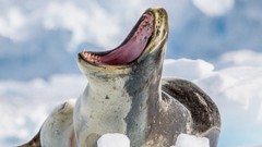 Nature Animals ice Seals national geographic yawns