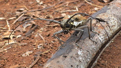 Nature Animals insects