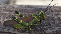 Nature Animals insects