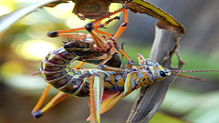 Nature Animals insects