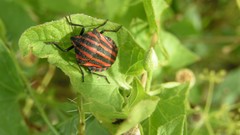 Nature Animals insects