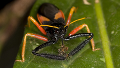 Nature Animals insects