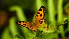 Nature Animals insects