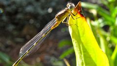 Nature Animals insects