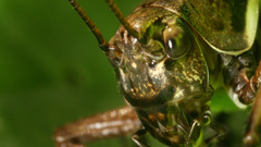 Nature Animals insects