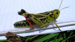 Nature Animals insects