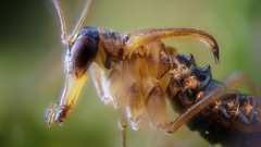 Nature Animals insects