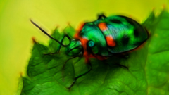 Nature Animals insects