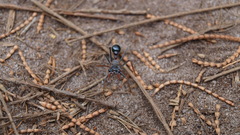 Nature Animals insects