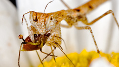 Nature Animals insects