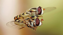 Nature Animals insects