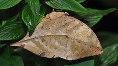 Nature Animals insects