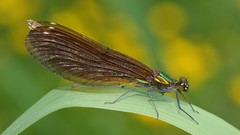 Nature Animals insects