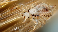 Nature Animals insects