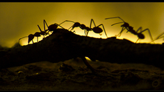 Nature Animals insects ants