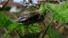 Nature Animals insects Beetles